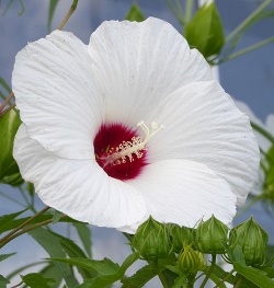 Lufkin White Hardy Hibiscus, Halberdleaf Rosemallow, Perennial Hibiscus, Hibiscus laevis 'Lufkin White'